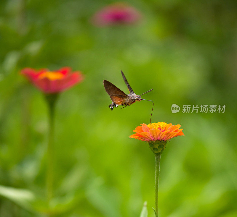 蜂鸟鹰蛾(Macroglossum stellatarum)飞过花园中的花朵